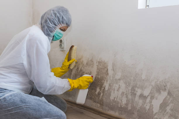 Best Certified Mold Removal  in Braidwood, IL