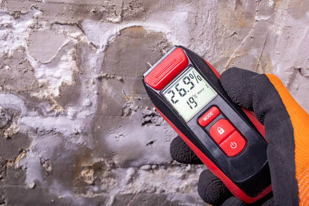 Best Mold Damage Repair  in Braidwood, IL