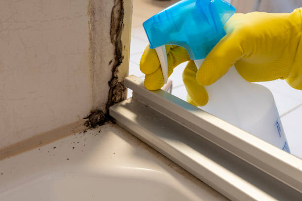 Best Mold Remediation Services  in Braidwood, IL
