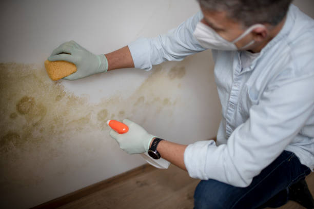 Best Toxic Mold Removal  in Braidwood, IL