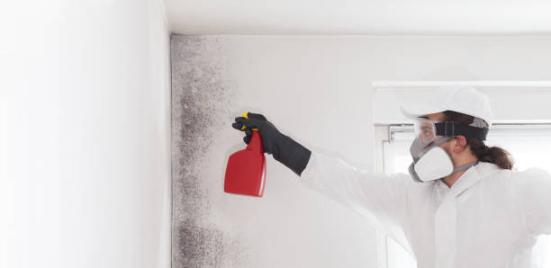Best Local Mold Removal Service  in Braidwood, IL