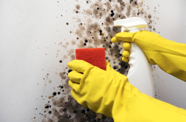 Certified Mold Removal in Braidwood, IL