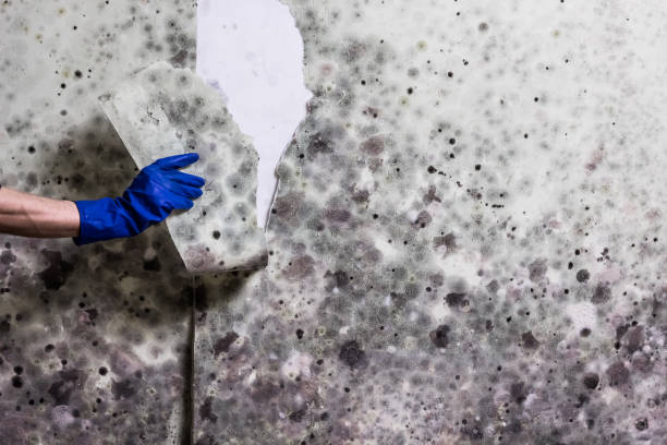 Best Black Mold Removal  in Braidwood, IL