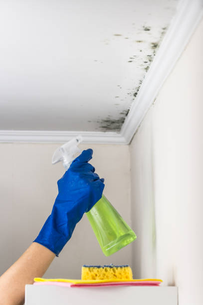 Best Residential Mold Removal  in Braidwood, IL