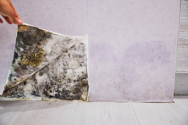 Attic Mold Removal in Braidwood, IL